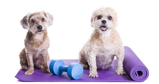 Exercises & Sports To Do With Your Dog