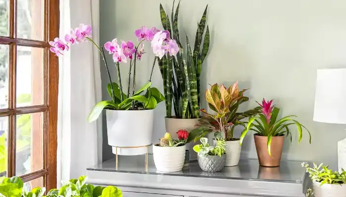 What Are the Benefits of Indoor Plants for Home Décor